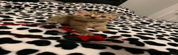 British Shorthair cats for sale: BSH kittens - Advert 8