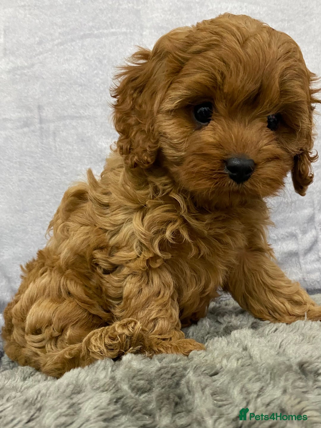 Cavapoo dogs for sale: Cute Cavapoo - Advert 8