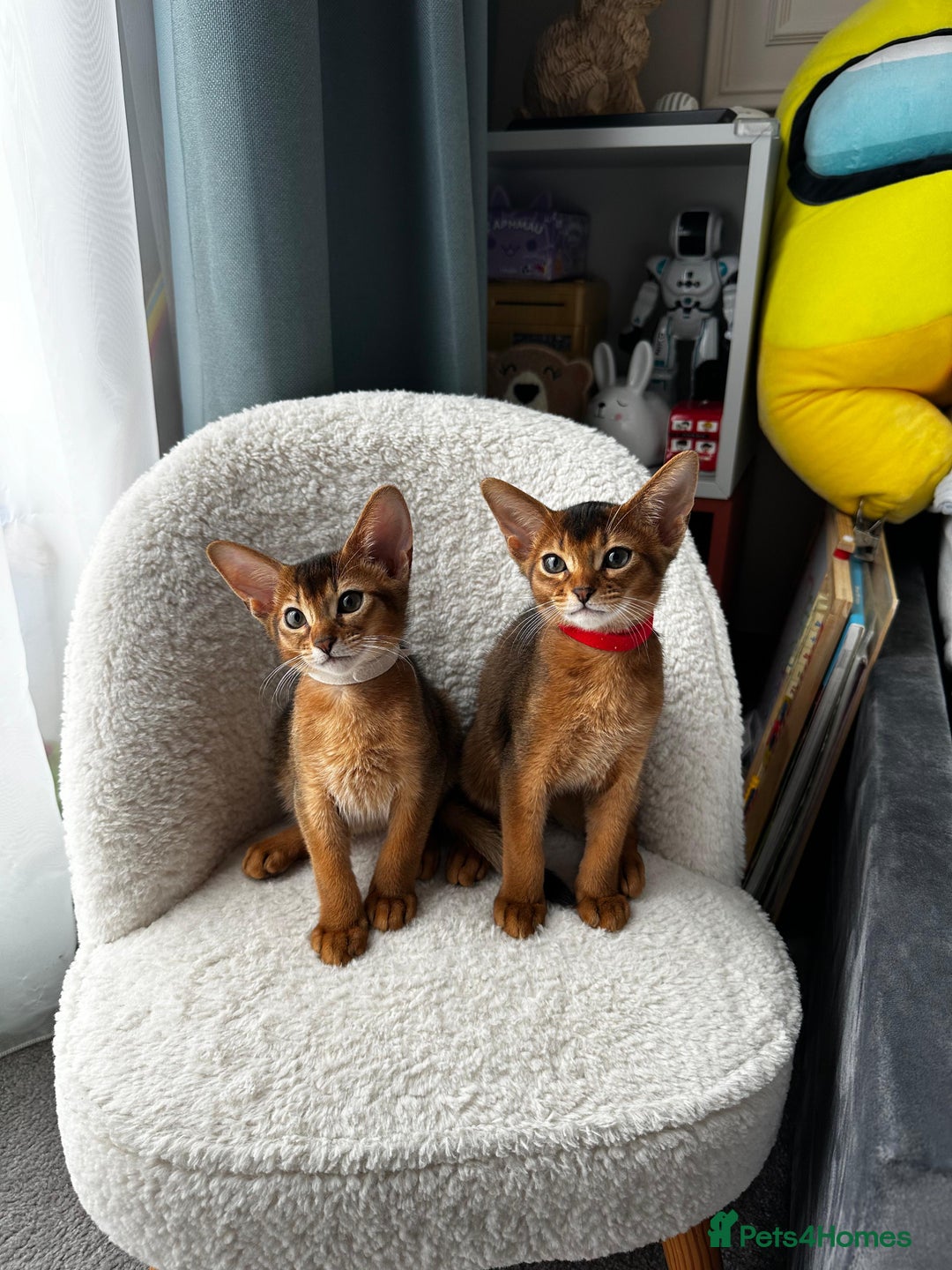 Abyssinian cats for sale: Nice Pure Abyssinian Kittens - Image 19