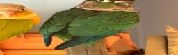 Conures birds for sale: Lovely Conures  - Advert 3