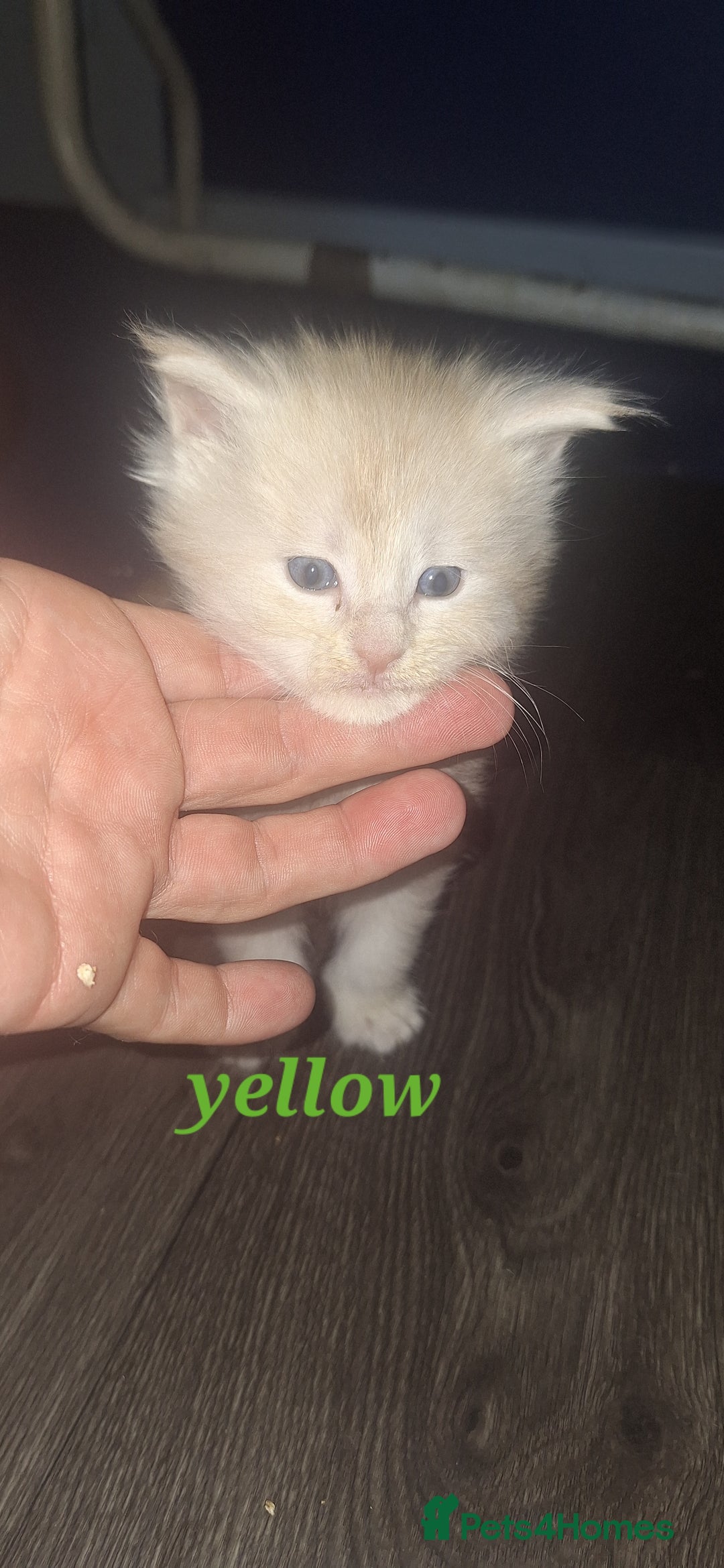 Maine Coon cats for sale: Full main coon kittens for sale - Advert 3