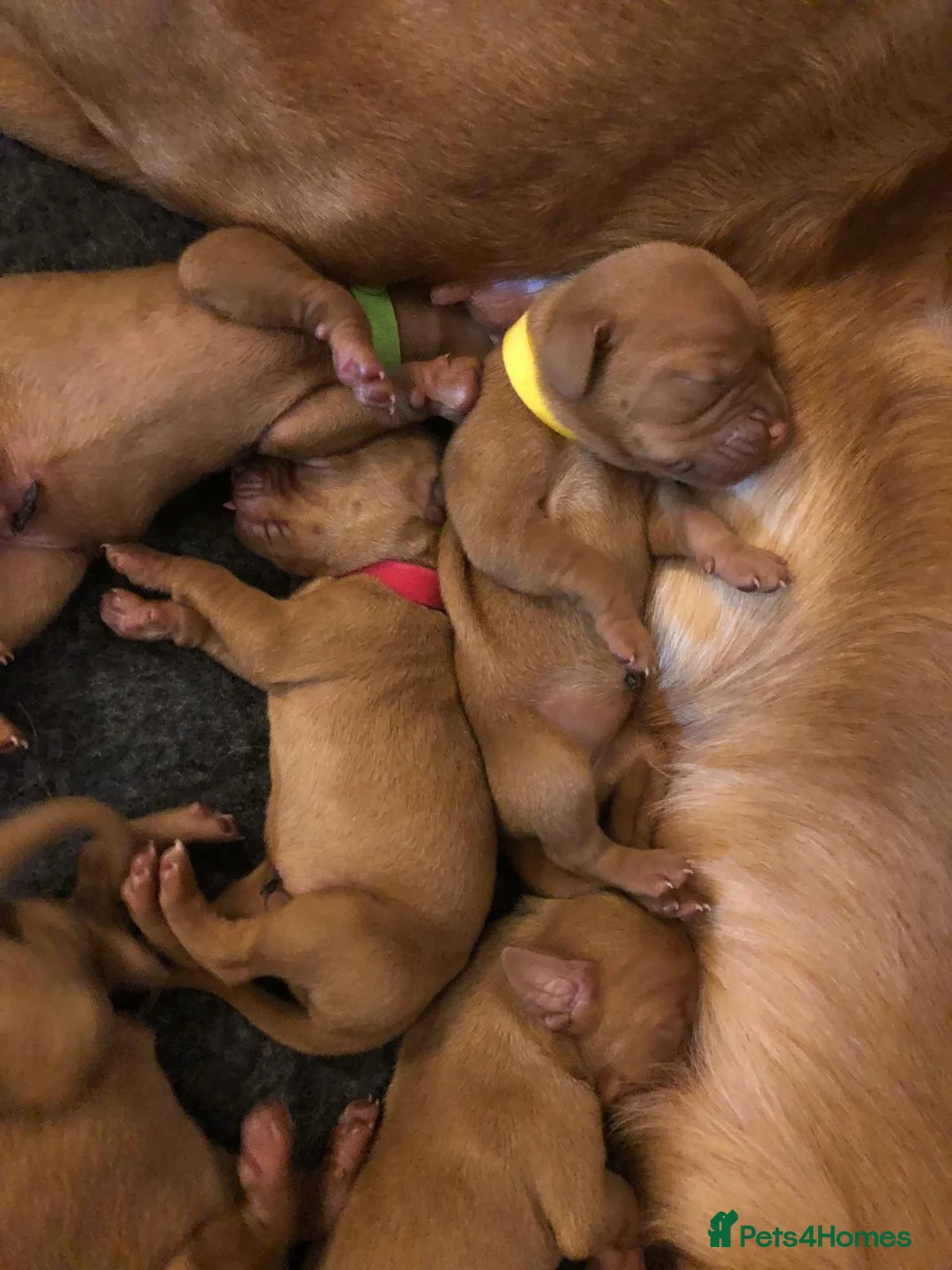 Hungarian Vizsla dogs for sale: Pedigree Vizsla Puppies in Doncaster - Advert 3