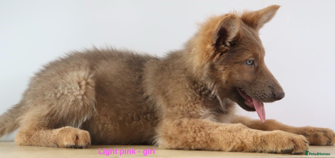 German Shepherd dogs for sale: German Shepherd puppies - Image 17