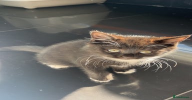 British Shorthair cats - Advert 8