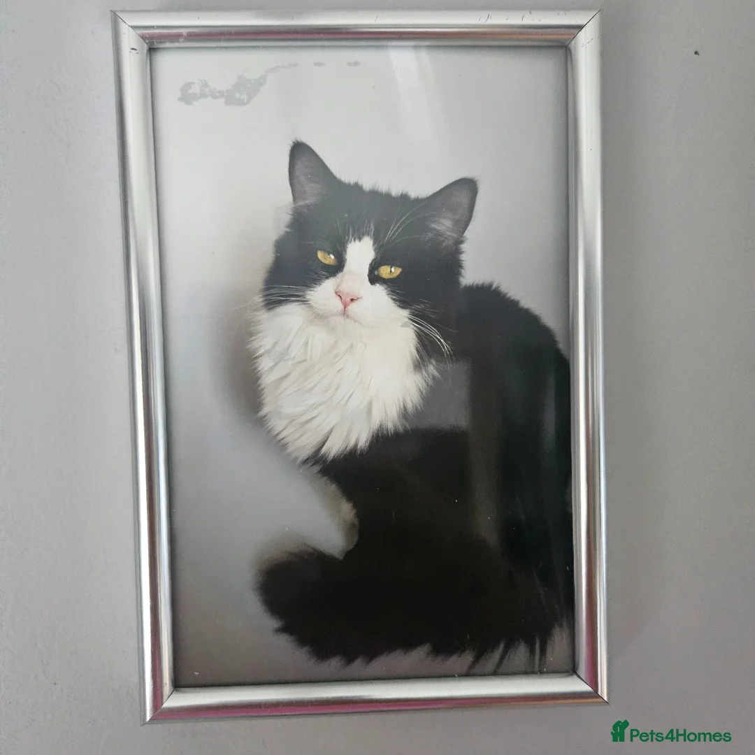 Mixed Breed cats for sale: Sweets cats looking for a good house - Advert 8