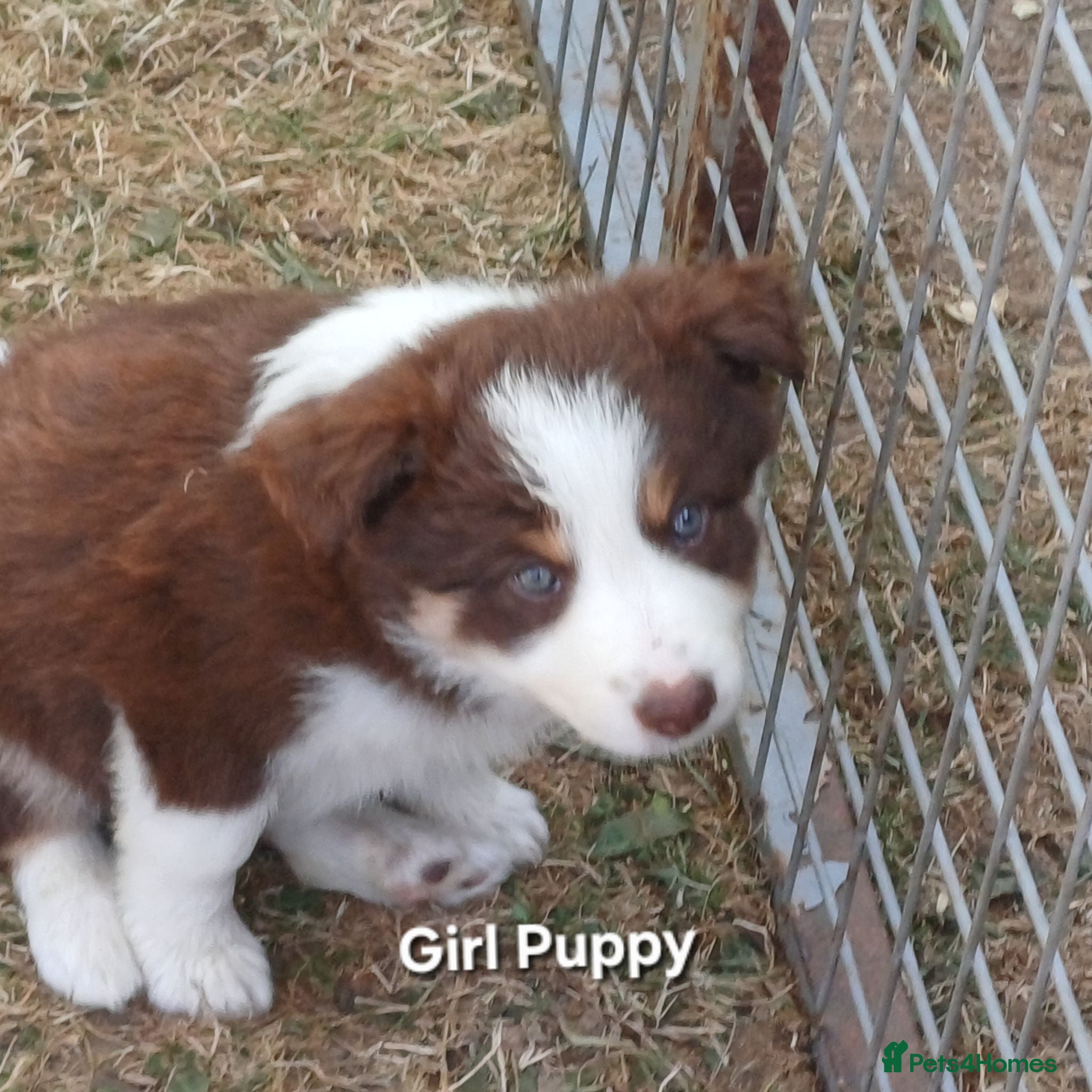 Border Collie dogs Border Collie Puppies Ready Now. - Advert 2