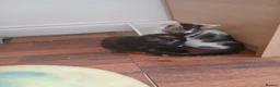 Mixed Breed cats for sale: 1 female kitten in Wantage - Advert 8