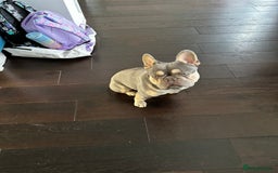 French Bulldog dogs for sale: Adorable 1-Year-Old French Bulldog – KC Registered - Image 5