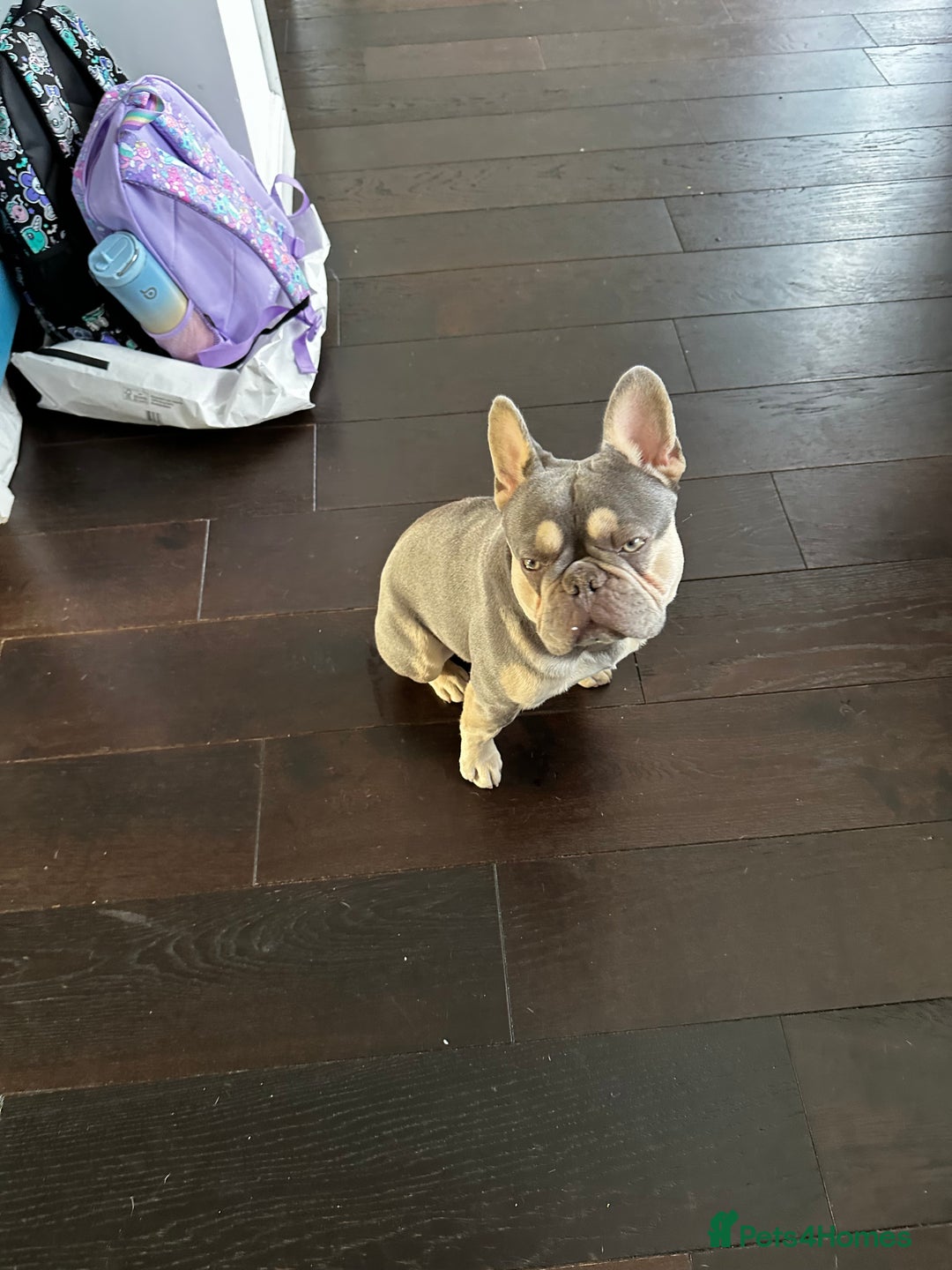 French Bulldog dogs for sale: Adorable 1-Year-Old French Bulldog – KC Registered - Image 5