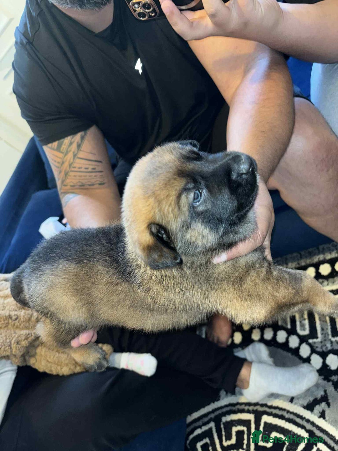 Belgian Shepherd Dog dogs for sale: Belgian shepereds puppies  - Image 17