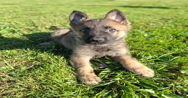German Shepherd dogs - Advert 15