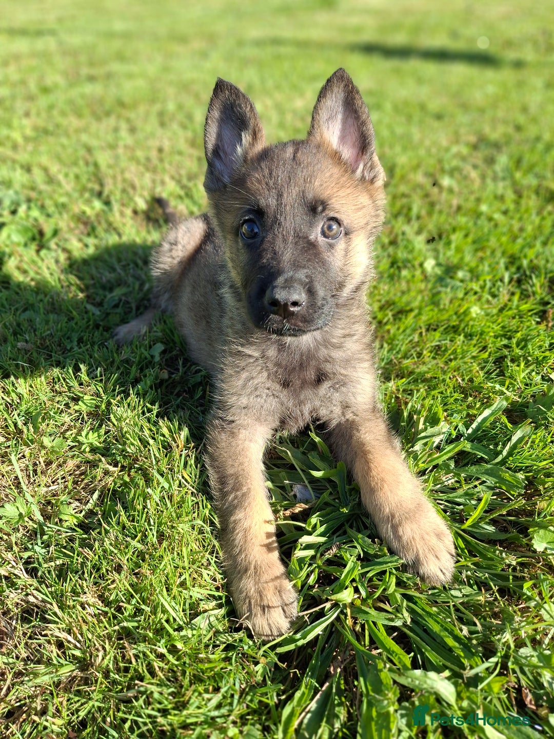 German Shepherd dogs for sale: 🌟Stunning KC Registered German Shepherd Pups🌟 - Image 3
