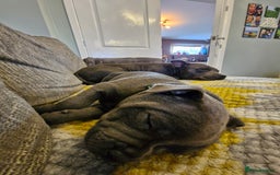 Staffordshire Bull Terrier dogs for sale: Blue Staffordshire Bull Terrier Puppies in Street - Image 14