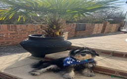 Schnoodle dogs for sale: 🐾🐶Schnoodles/Schnauzers🐶🐾 - Image 2