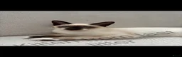 Siamese cats for sale: ORIENTAL SIAMESE × LYNX POINT SIAMESE KITTENS - Advert 4