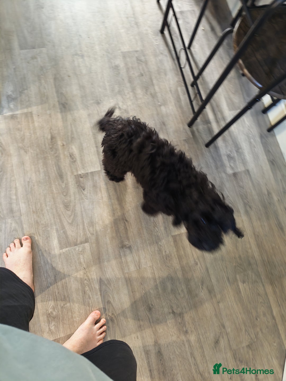 Cockapoo dogs for sale: 5 Month Old CockerPoo - Advert 4