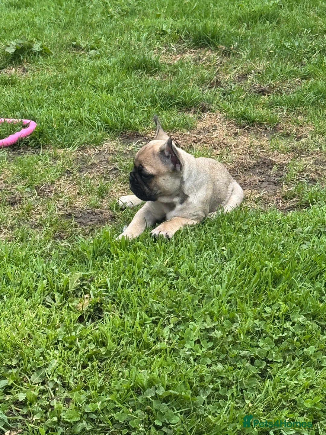 French Bulldog dogs for sale: 🏆KC registered, Standard French Bulldog Puppies🏆 - Image 27