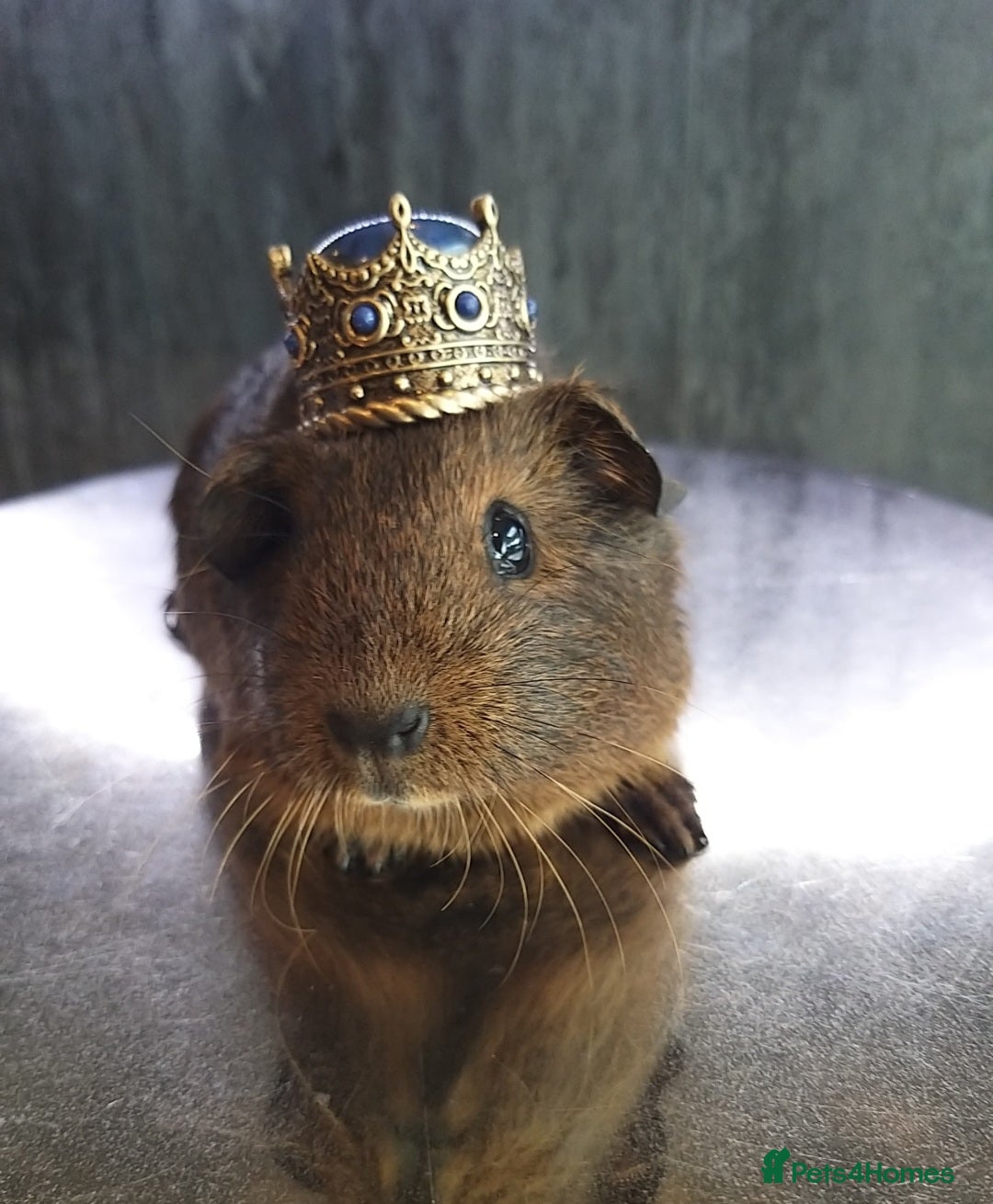 Guinea Pig rodents for sale: Baby guinea pigs for sale - Advert 2