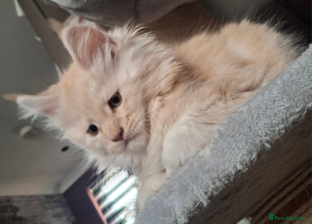 Maine Coon cats for sale: Gorgeous kittens  - Image 7