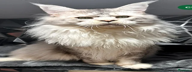 Rico