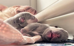 French Bulldog dogs for sale: 🌸BEAUTIFUL PUPPIES LILAC&TAN,FLUFFY,TESTABLE🌸 - Image 14