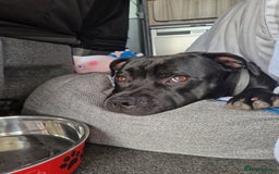 Staffordshire Bull Terrier dogs for sale: 19 months old male Staffordshire Bull Terrier - Image 2