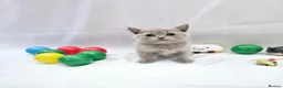 British Shorthair cats for sale: BRITISH SHORTHAIR KITTENS READY 1ST OF MAY 2026 - Advert 10