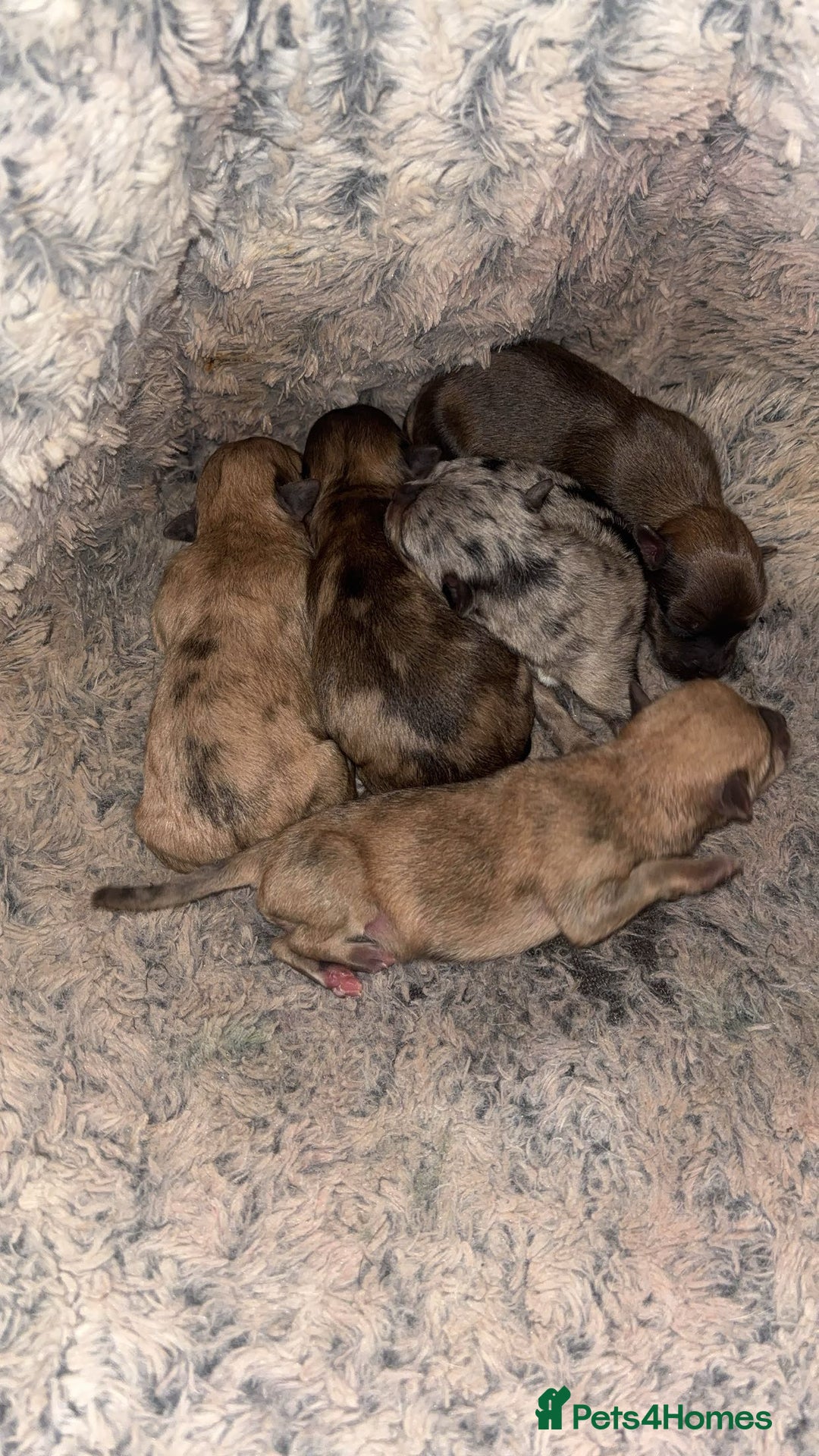 Chihuahua dogs for sale: Merle Chihuahuas 🩵 🩷 3 boys 2 girls available  - Advert 1