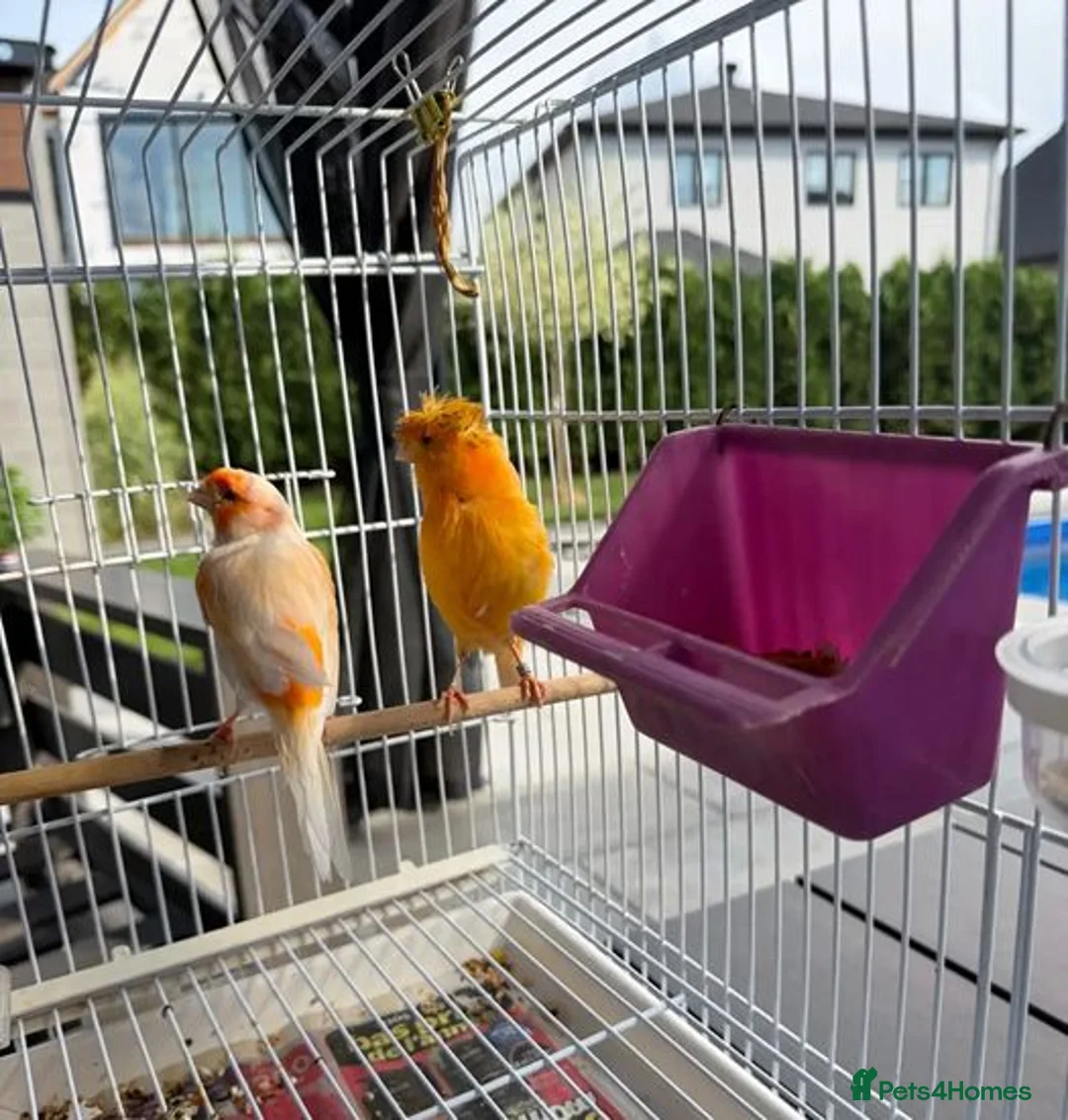 Parrots birds for sale: Find Your Perfect Parrot–Loving Companions Ready in Halifax - Advert 12