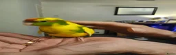 Mixed Breed birds for sale: Young kakariki - Advert 4