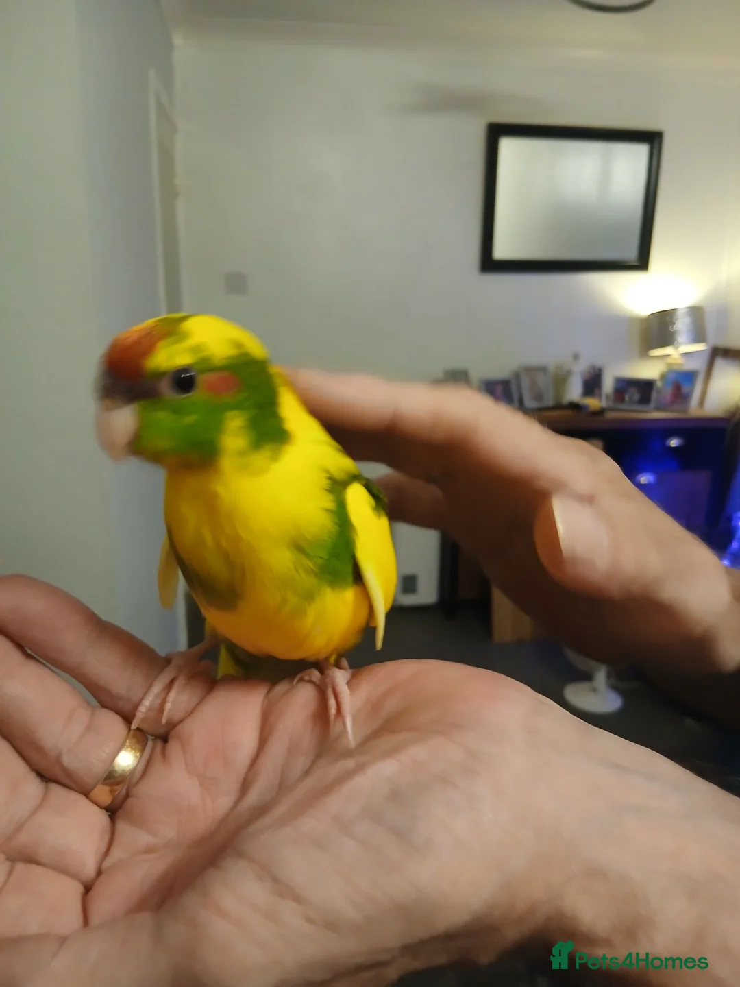 Mixed Breed birds for sale: Young kakariki - Advert 4