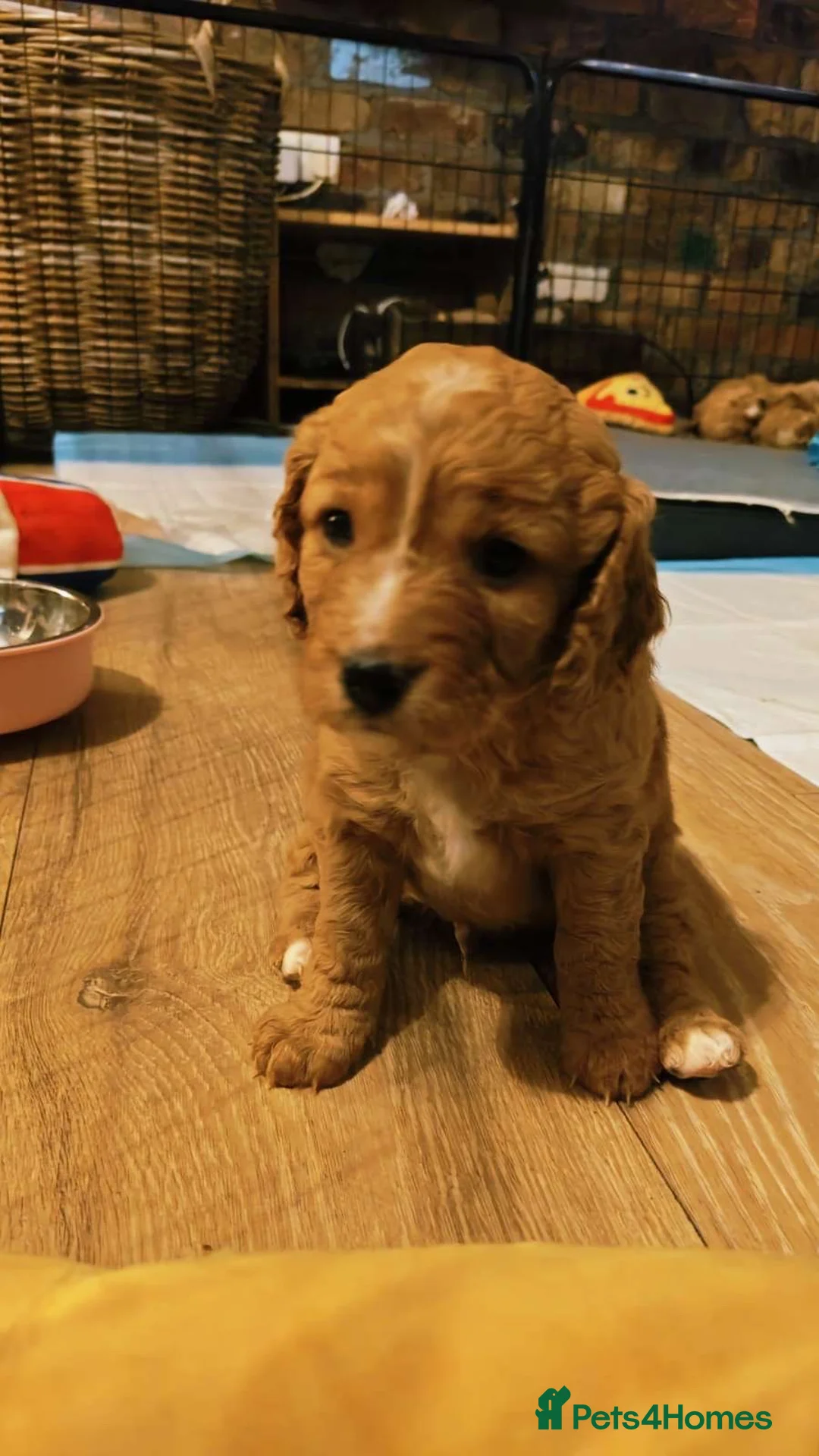 Mixed Breed dogs for sale: gorgeous cockacavapoochon for sale!! - Advert 1