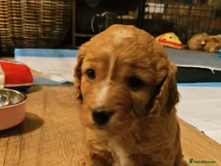 Mixed Breed dogs gorgeous cockacavapoochon for sale!! - Advert 1