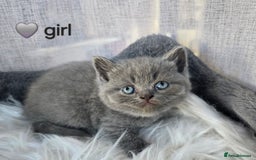 British Shorthair cats for sale: A charming kitten will be available in December. - Image 22