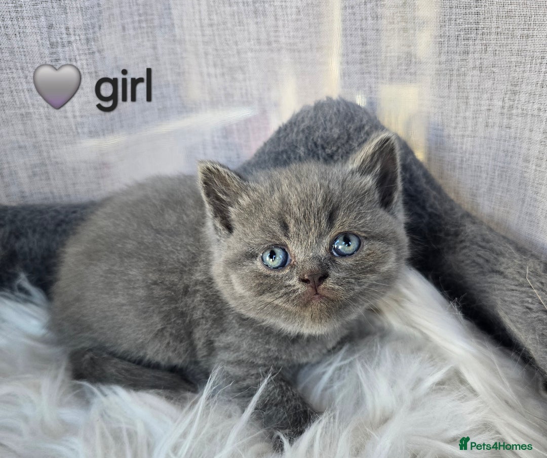 British Shorthair cats for sale: A charming kitten will be available in December. - Image 22