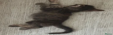 Domestic Shorthair 3