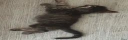 Domestic Shorthair cats for sale: Kittens  - Advert 6