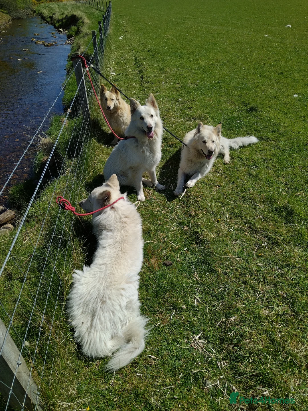 German Shepherd dogs for stud: BISMARCK - Advert 4