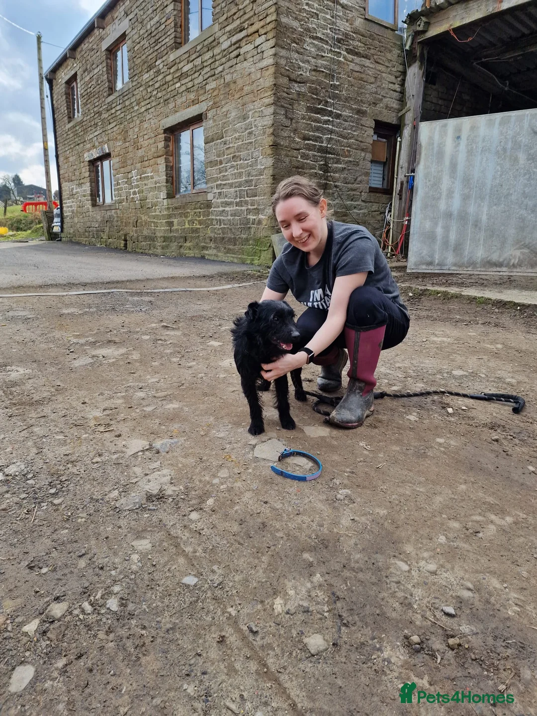 Patterdale Terrier dogs for sale: 7 Working Patty Pups - Advert 2