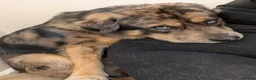 Mixed Breed dogs for stud: FOR STUD ONLY - Advert 3
