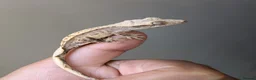 Gecko reptiles for sale: 🦎Baby Crested Gecko & Complete Setup in London - Advert 3