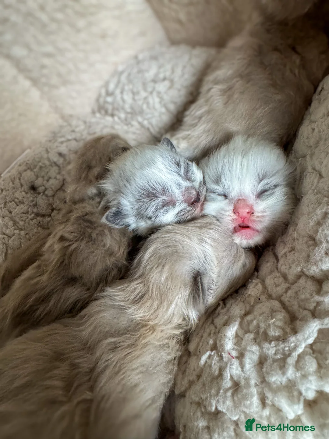 Ragdoll cats for sale: Mink Ragdolls  - Advert 1