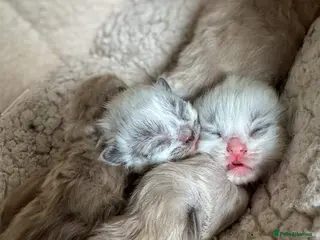 Ragdoll cats Mink Ragdolls - Advert 1