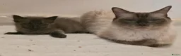 Ragcoon cats for sale: Beautiful smoke blue rag coon  - Advert 1