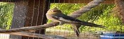Cockatiels birds for sale: Cockatiels - Advert 4