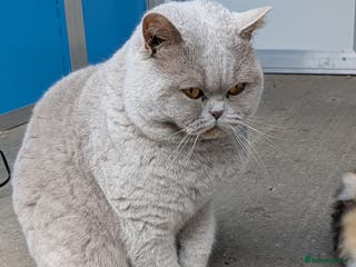 British Shorthair cats Champion GCCF British shorthair stud in Derby - Advert 8