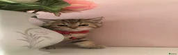 British Shorthair cats for sale: British shorthair kittens  in Rainham - Advert 18