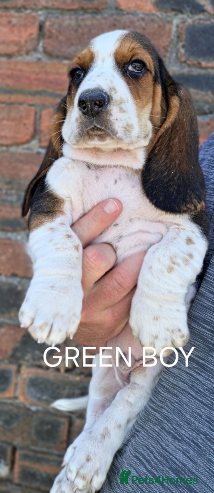 Basset Hound dogs KC BASSET HOUND PUPPIES FROM HEALTH TESTED PARENTS - Advert 2