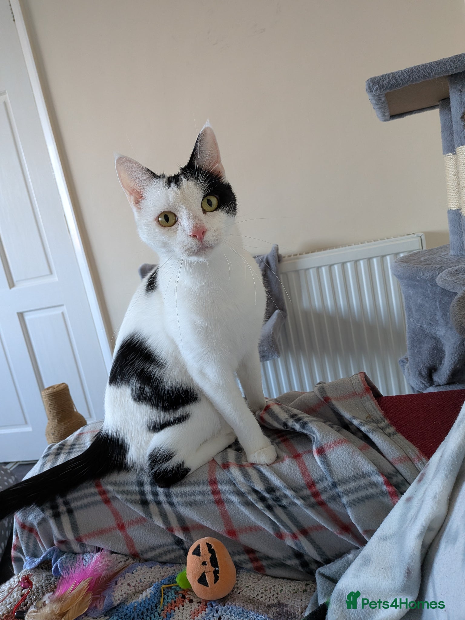 Rosie and Jim — Domestic Shorthair