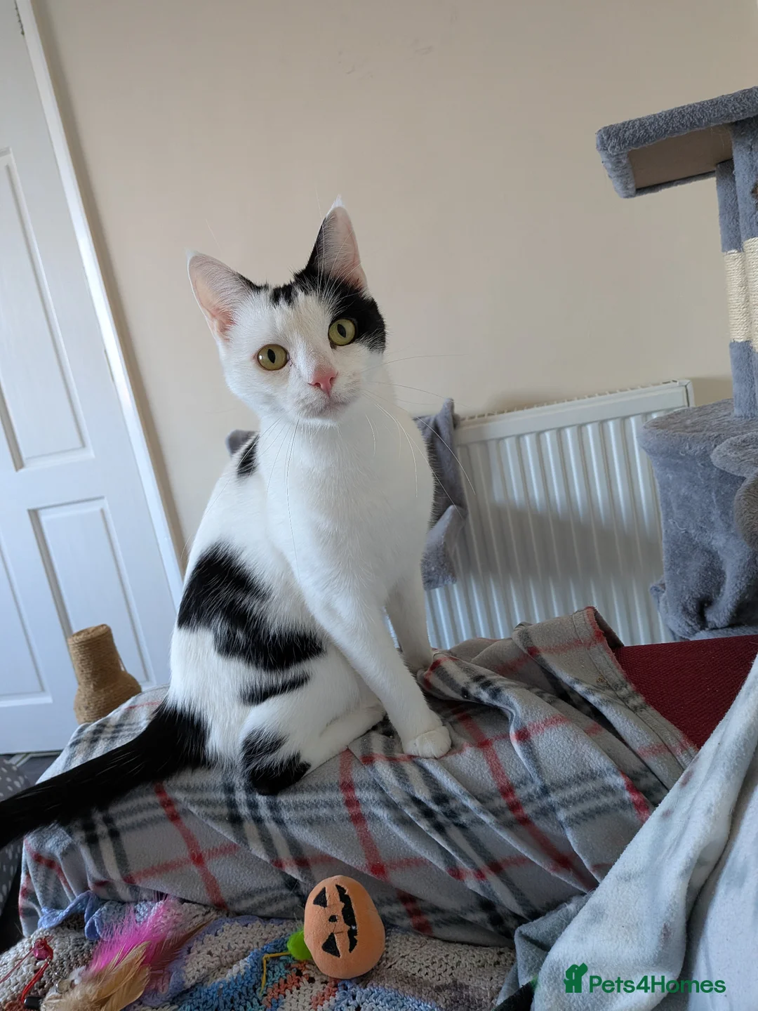 Domestic Shorthair cats for adoption: Rosie and Jim are a wonderful pair - Advert 7